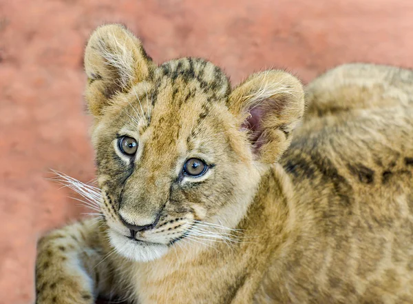 Meraklı genç aslan — Stok fotoğraf