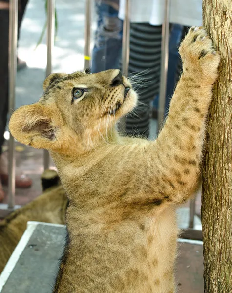 Curious young lion climbing tree — Stock Photo, Image