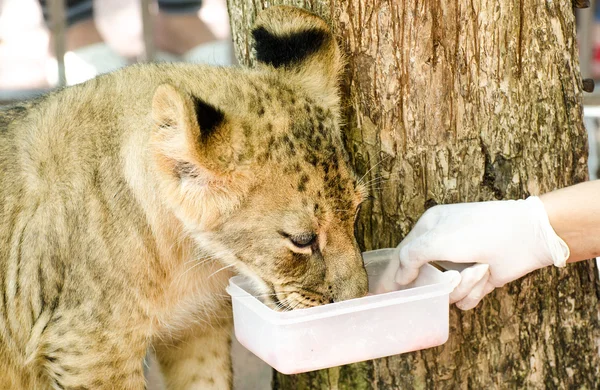 Curious young feeding food — Stock Photo, Image