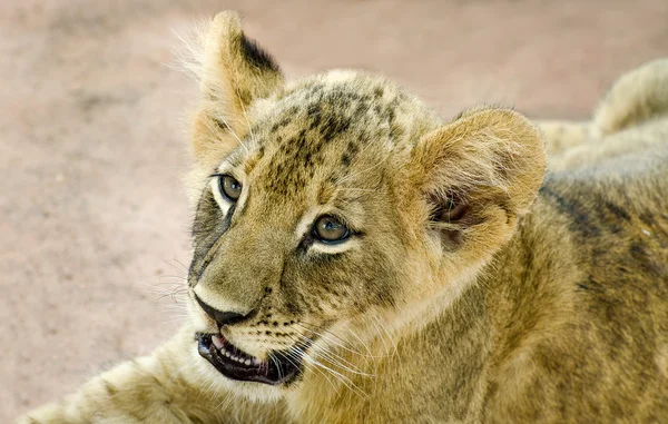 Meraklı genç aslan — Stok fotoğraf