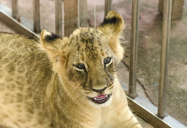 Meraklı genç aslan — Stok fotoğraf