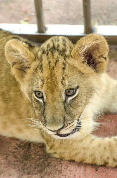 Giovane leone curioso — Foto Stock
