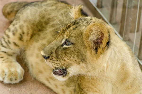 Neugieriger junger Löwe — Stockfoto