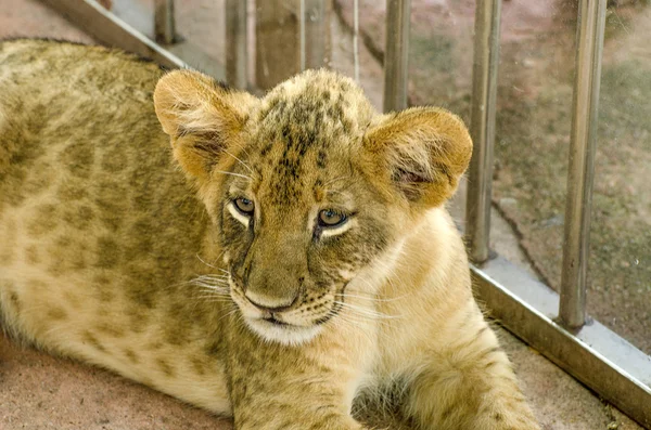 Curious young lion — Stock Photo, Image