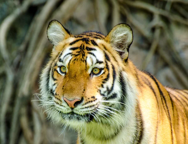 Schöner Sumatra-Tiger — Stockfoto