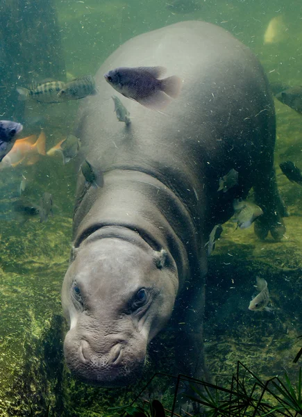 Pigmeo hipopótamo en el tanque de agua en el zoológico — Foto de Stock