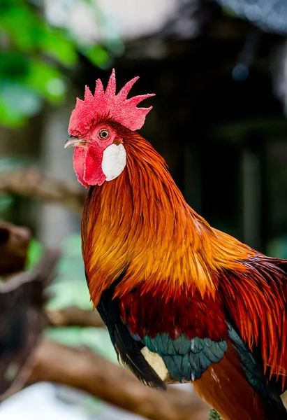 Colorful of chicken — Stock Photo, Image