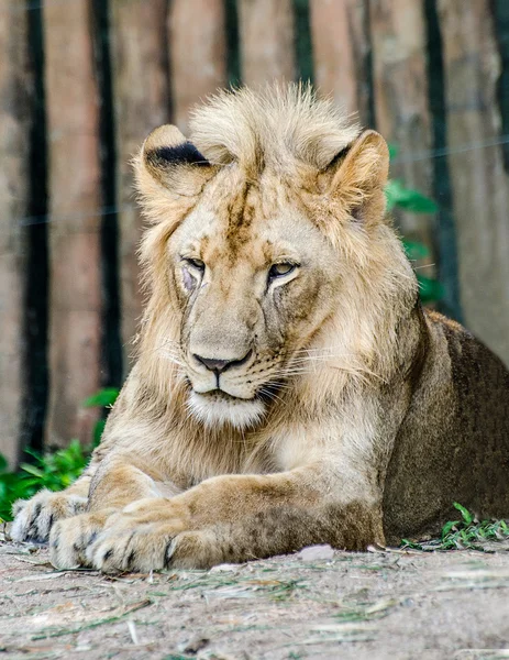 Großer Löwe im Zoo — Stockfoto
