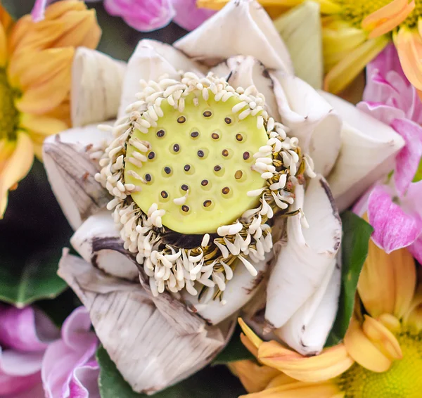 Сушений лотос уздовж свіжої квітки Ліцензійні Стокові Фото