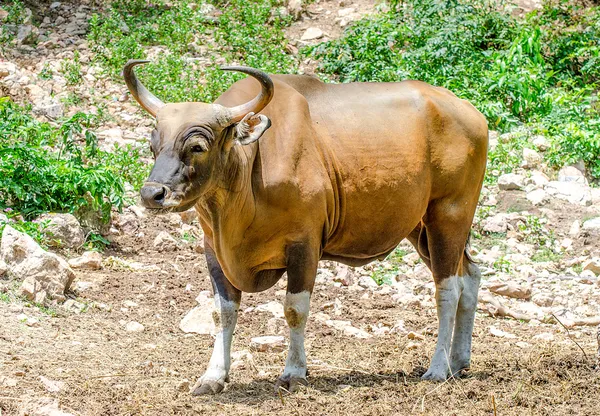 Rudý býk, udělat banteng v lese — Stock fotografie