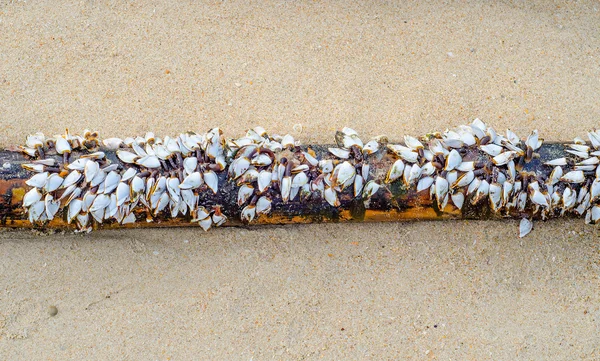 Kerang laut di bambu tua di pantai — Stok Foto