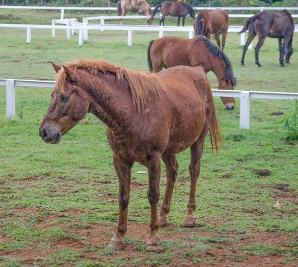 Mladí koně jíst trávu ve farmě — Stock fotografie