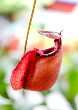 Nepenthes veya maymun bardak 