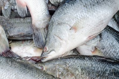 buz üstünde taze levrek 