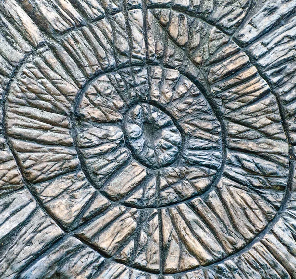 나무 그루터기의 구조 — 스톡 사진