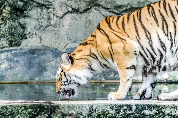 Beautiful sumatran tiger drinking water — Stock Photo, Image