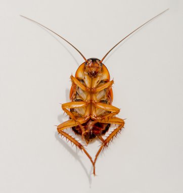 Dead cockroach isolated on a white background clipart
