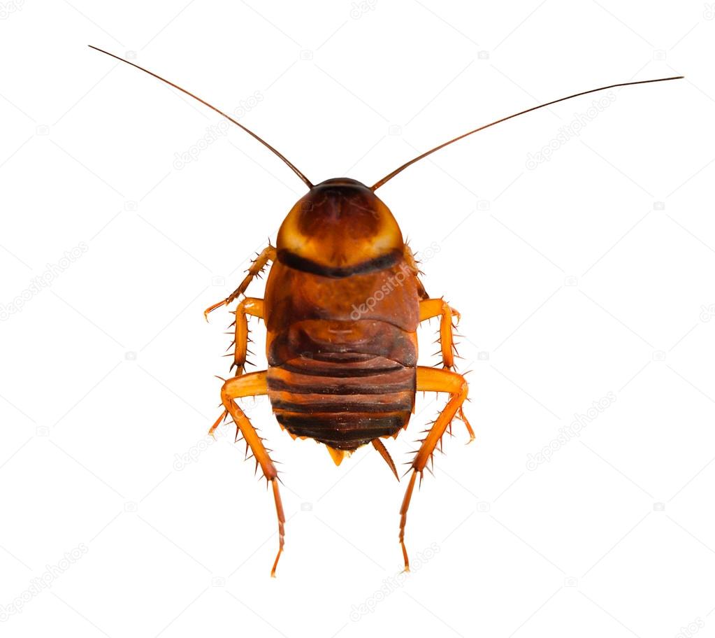 Dead cockroach isolated on a white background