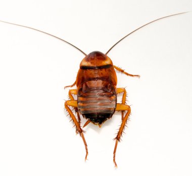 Dead cockroach isolated on a white background clipart