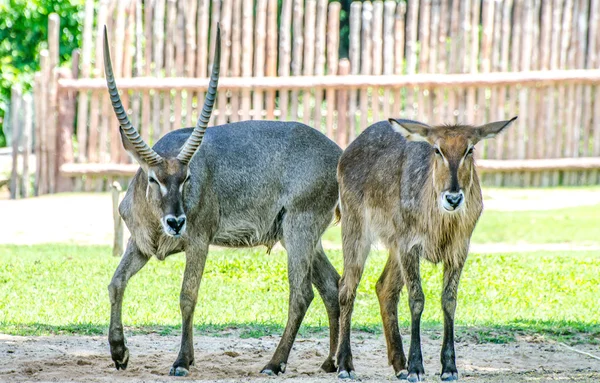 Молодая антилопа — стоковое фото