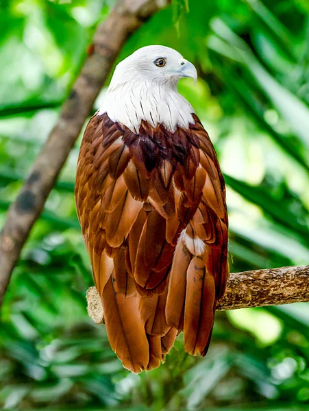 Portrait of a bald eagle — Stock Photo, Image