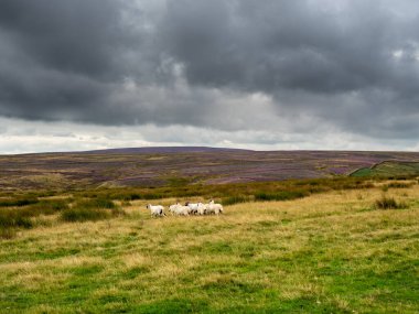 Kırlık arazide canlı mor fundaları ve gri bulutları olan Swaledale koyunları. Uzakta bazı tepeler var ve burada izolasyon hissi var. Yorkshire Dales 'in harika manzaraları var..
