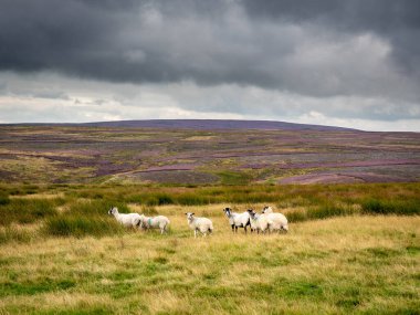 Kırlık arazide canlı mor fundaları ve gri bulutları olan Swaledale koyunları. Uzakta bazı tepeler var ve burada izolasyon hissi var. Yorkshire Dales 'in harika manzaraları var..