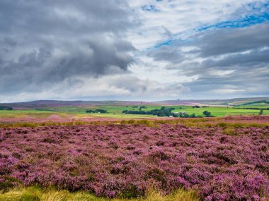 Kuru taş duvarları ve Yorkshire Daleleri 'nin üzerindeki görkemli manzarası ile açık fundaları üzerinde güzel, canlı mor bir funda. Yazın ortasındayız ve gökyüzü mavi, dalgalı bulutlar var..