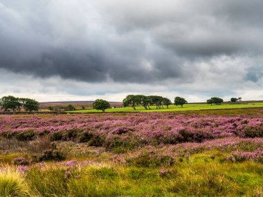 Kuru taş duvarları ve Yorkshire Daleleri 'nin üzerindeki görkemli manzarası ile açık fundaları üzerinde güzel, canlı mor bir funda. Yazın ortasındayız ve gökyüzü mavi, dalgalı bulutlar var..