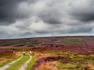 Kırlık arazide canlı mor fundaları ve gri bulutları olan Swaledale koyunları. Uzakta bazı tepeler var ve burada izolasyon hissi var. Yorkshire Dales 'in harika manzaraları var..