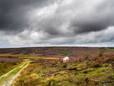 Açık bozkırda, canlı mor fundaları ve dramatik gökyüzü olan eski bir bina. Burası Yorkshire 'daki Barden arazisi ve bir çiftlik yolu binaya çıkıyor, eski bir orman tavuğu vurma kulübesi..