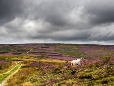 Açık bozkırda, canlı mor fundaları ve dramatik gökyüzü olan eski bir bina. Burası Yorkshire 'daki Barden arazisi ve bir çiftlik yolu binaya çıkıyor, eski bir orman tavuğu vurma kulübesi..