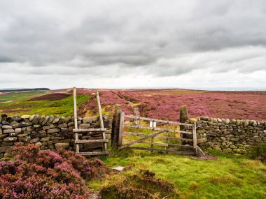 Açık fundalıklarda canlı mor fundaları ve kuru taş duvarları olan bir kapı ve stil. Burası Kuzey Yorkshire, Blubberhouse 'daki Gawk Hill Kapısı. Sahne mükemmel manzaralı uzak..