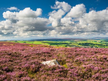 Kuru taş duvarları ve Yorkshire Daleleri 'nin üzerindeki görkemli manzarası ile açık fundaları üzerinde güzel, canlı mor bir funda. Yazın ortasındayız ve gökyüzü mavi, dalgalı bulutlar var..