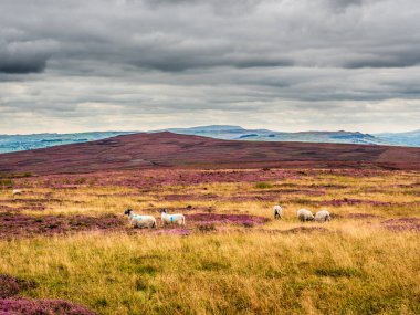 Kırlık arazide canlı mor fundaları ve gri bulutları olan Swaledale koyunları. Uzakta bazı tepeler var ve burada izolasyon hissi var. Yorkshire Dales 'in harika manzaraları var..