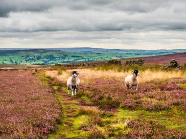 Kırlık arazide canlı mor fundaları ve gri bulutları olan Swaledale koyunları. Uzakta bazı tepeler var ve burada izolasyon hissi var. Yorkshire Dales 'in harika manzaraları var..
