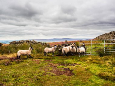 Kırlık arazide canlı mor fundaları ve gri bulutları olan Swaledale koyunları. Uzakta bazı tepeler var ve burada izolasyon hissi var. Yorkshire Dales 'in harika manzaraları var..