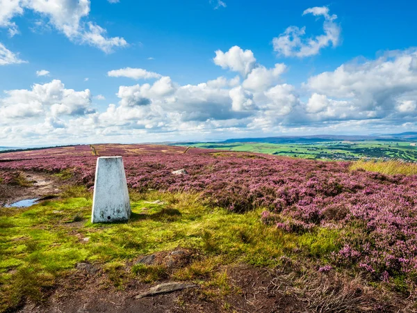 Yorkshire 'daki Addingham bozkırının tepesinde saf beyaz bir trigonometri noktası. Canlı mor bir fundalık denizi ve Yorkshire Dales üzerindeki görkemli manzarayla çevrili. Mevsim yaz ve gökyüzü mavi ve beyaz bulutlar dalgalanıyor..