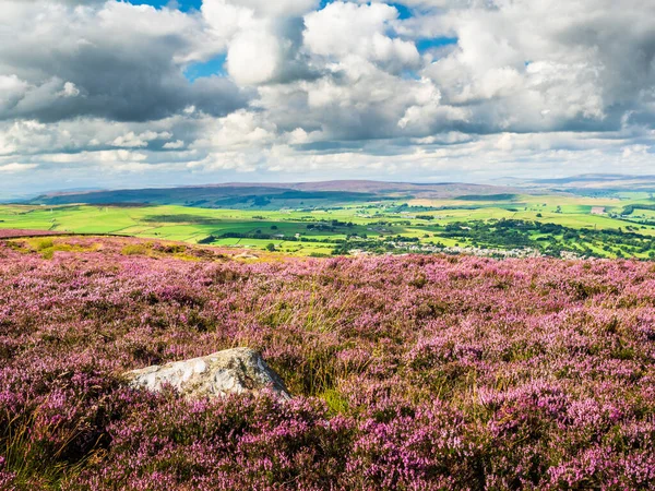 Kuru taş duvarları ve Yorkshire Daleleri 'nin üzerindeki görkemli manzarası ile açık fundaları üzerinde güzel, canlı mor bir funda. Yazın ortasındayız ve gökyüzü mavi, dalgalı bulutlar var..