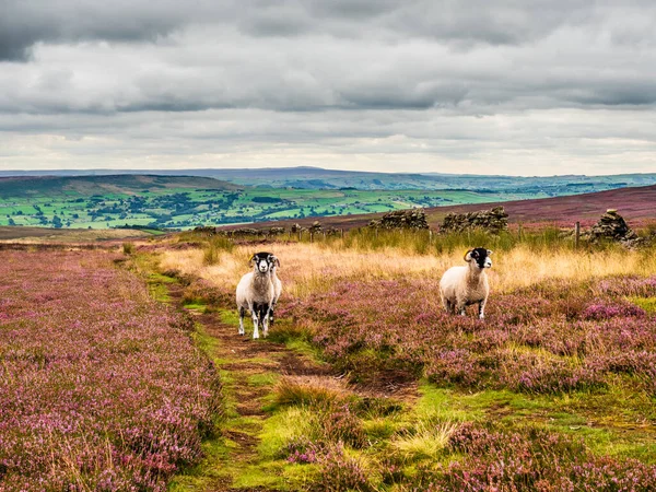 Swaledale Ovce Otevřených Blatech Pulzující Fialové Vřesoviště Šedé Mraky Dálce — Stock fotografie