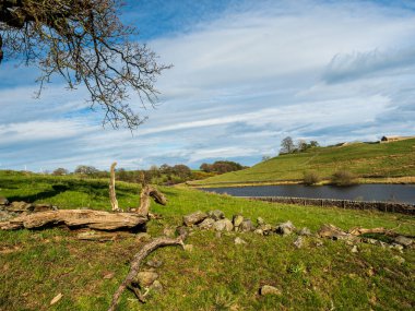 Yorkshire, Nidderdale 'deki John O' Gaunt rezervuarı. Güzel bir bahar öğleden sonrası ve manzara çok güzel. Kuru taş duvarlar ve su kuşları sahneyi tamamlıyor..