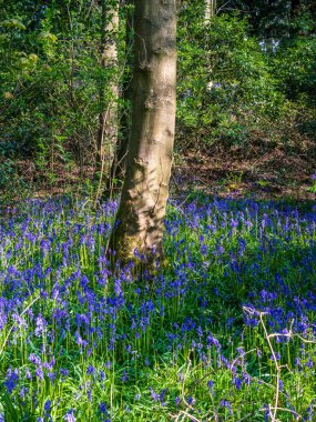 Bir İngiliz ormanında bir bahar sabahı ve bir yol BlueBell halısının yanından geçiyor. 