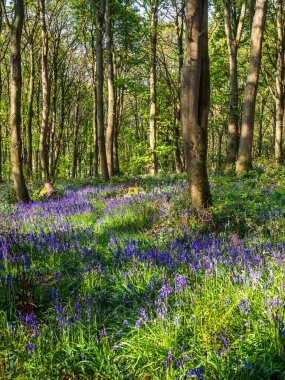 Bir İngiliz ormanında bir bahar sabahı ve bir yol BlueBell halısının yanından geçiyor. 