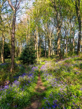 Bir İngiliz ormanında bir bahar sabahı ve bir yol BlueBell halısının yanından geçiyor. 