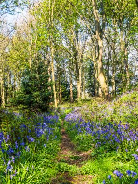Bir İngiliz ormanında bir bahar sabahı ve bir yol BlueBell halısının yanından geçiyor. 