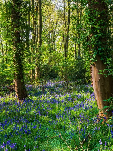 Ein Frühlingsmorgen Einem Englischen Wald Und Ein Pfad Schlängelt Sich — Stockfoto