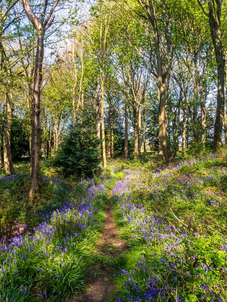 Bir İngiliz ormanında bir bahar sabahı ve bir yol BlueBell halısının yanından geçiyor. 