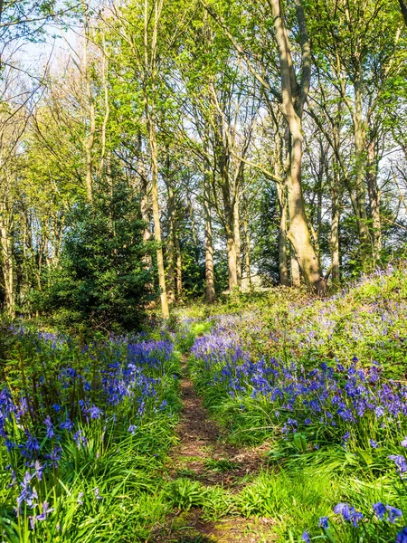 Bir İngiliz ormanında bir bahar sabahı ve bir yol BlueBell halısının yanından geçiyor. 