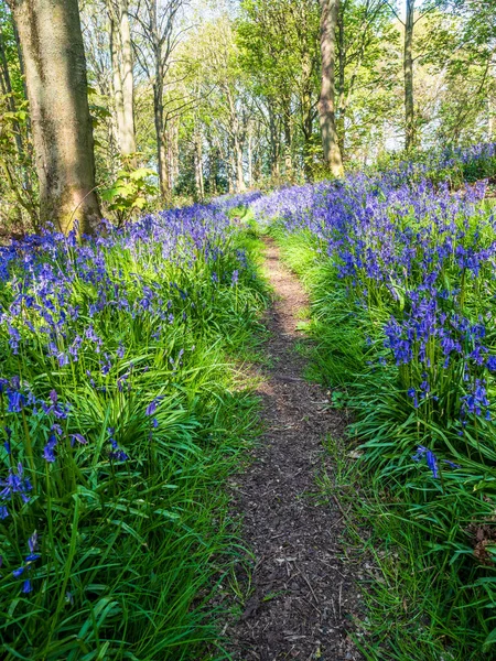 Ein Frühlingsmorgen Einem Englischen Wald Und Ein Pfad Schlängelt Sich — Stockfoto