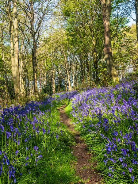 Bir İngiliz ormanında bir bahar sabahı ve bir yol BlueBell halısının yanından geçiyor. 